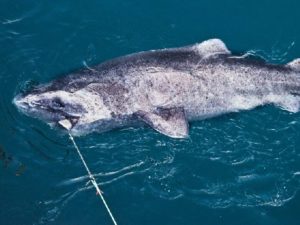 Гренландская акула на поводке